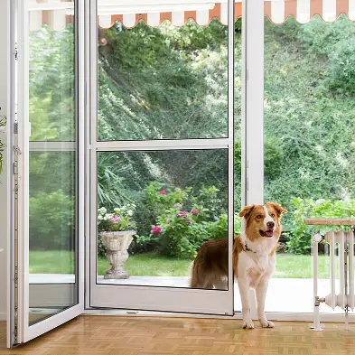 Hund steht an geöffneter Terrassentür mit Fliegengitter Pendeltür als Insektenschutz nach Maß