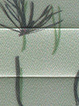 Norway Spruce 3.865.38 Detailansicht