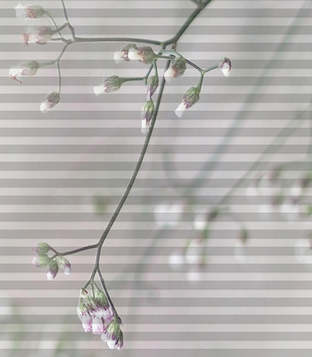 Detailansicht DUETTE® Cristo 3980