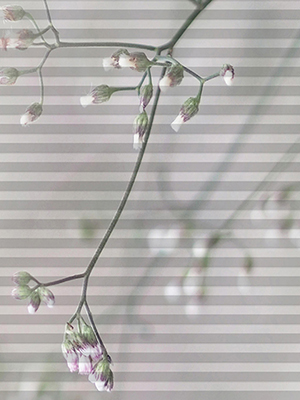 Preview DUETTE® Cristo 3980 0